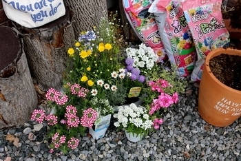 ガーデニング ステンシル 鉢植えステンシル 鉢ステンシル
アメリカ雑貨屋 サンブリッヂ SUNBRIDGE 岩手雑貨屋 アメリカ雑貨通販