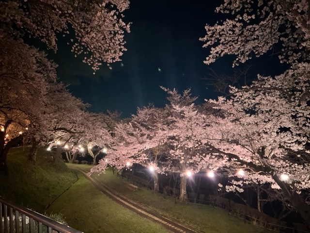 アメリカ雑貨屋サンブリッヂ　紫波郡　矢巾町　城山公園　夜桜　ライトアップ　