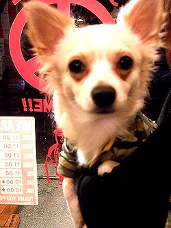 アメリカ雑貨屋 SUNBRIDGE 日記ブログ
キングちゃ〜ん♪