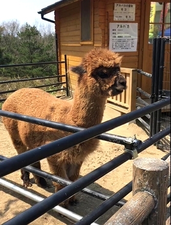 盛岡市動物公園