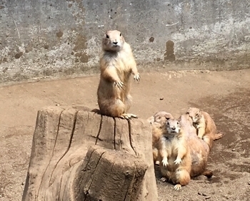 盛岡市動物公園