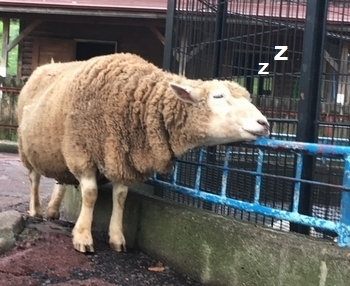 盛岡動物園 岩手動物園
岩手雑貨屋 雑貨屋サンブリッヂ SUNBRIDGE アメリカ雑貨通販